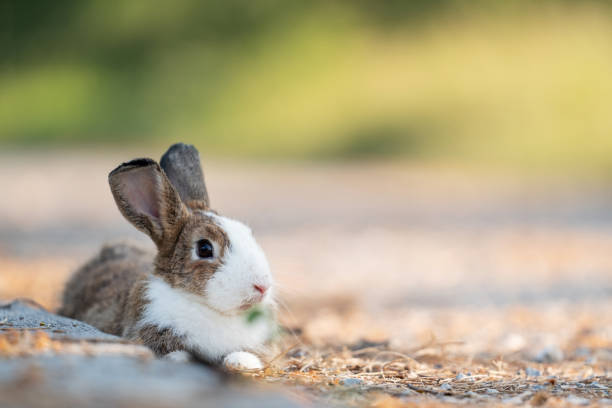 istock Adorable easter rabbit sitting on the cement looking around at meadow with nature bokeh background under sunlight. Lovely action of bunny rabbit. Summer landscape 1391951152