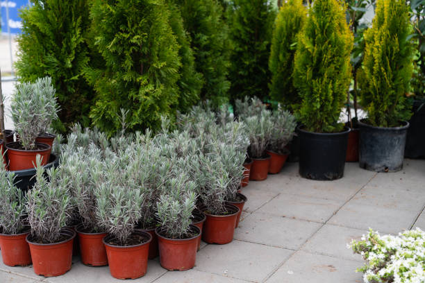 istock Junipers and lavender in plastic flower pots 1391951177
