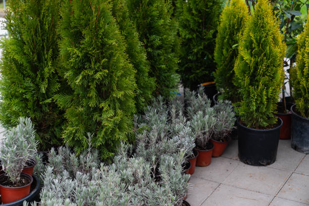 istock Junipers and lavender in plastic flower pots 1391951182