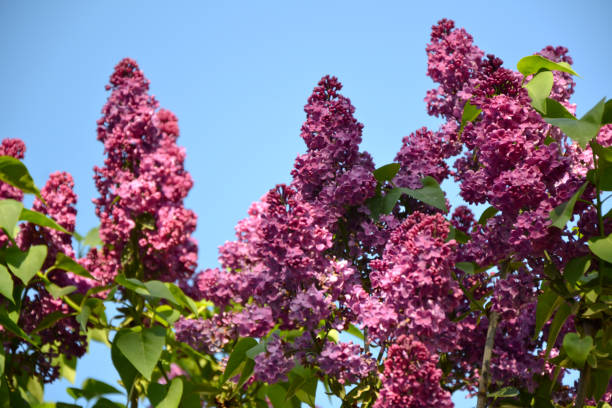 istock Lilac spring flowers on blue sky background 1391955150