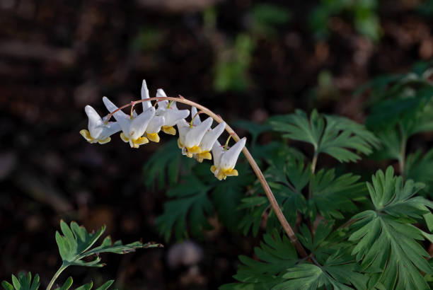 istock Dutchmans breeches in early light. 1391958079