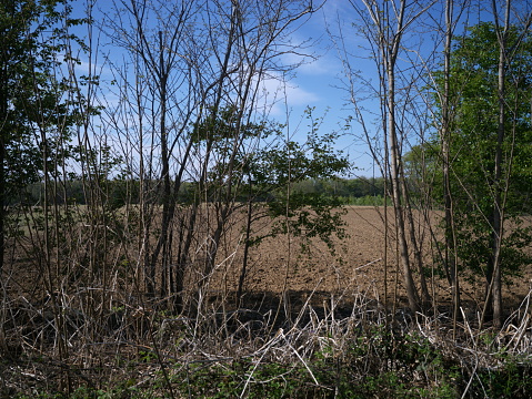 cultivated land