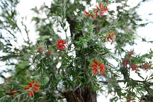 Red Callistemon called Bottlebrush in Benjakitti Park in Bangkok. Tropical Flowers in Thailand.