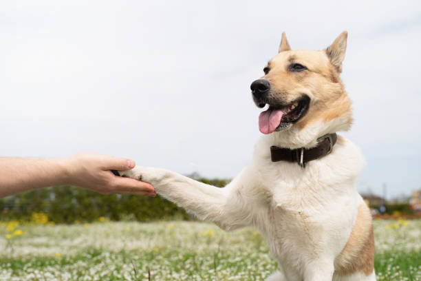 istock Happy man plays with mixed breed shepherd dog on green grass 1391959490