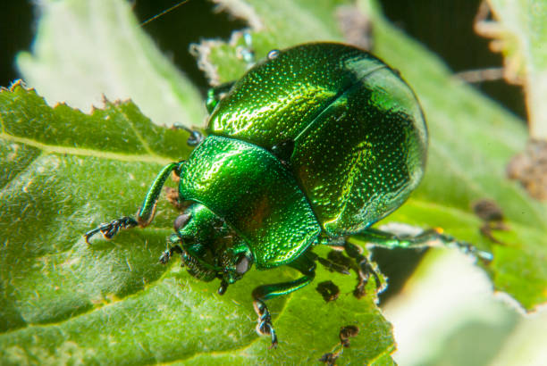 The Mint leaf beetle (Chrysolina herbacea) Chrysolina herbacea, also known as the mint leaf beetle, or green mint beetle (in the UK), is a species of beetle in the family Chrysomelidae. leaf beetle photos stock pictures, royalty-free photos & images