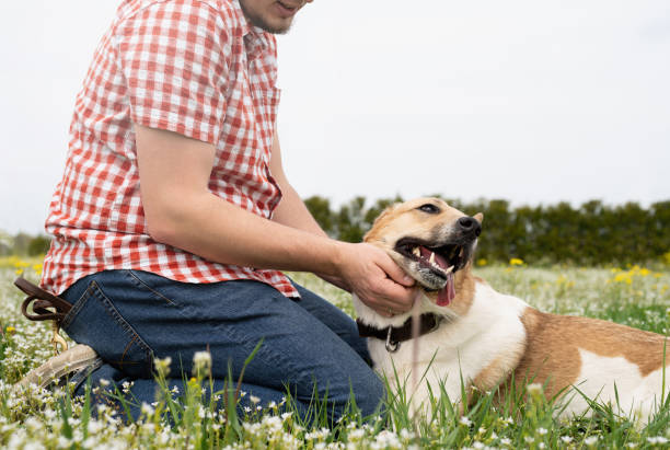 istock Happy man plays with mixed breed shepherd dog on green grass 1391960514