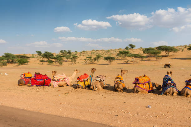 istock Camels of Thar desert , Rajasthan, India 1391960735