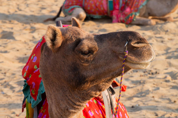 Portrait of a Camel, face while waiting for tourists for camel ride at Thar desert, Rajasthan, India. Camels, Camelus dromedarius, are large desert animals who carry tourists on their backs. retrato de un camello, cara mientras espera a los turistas para un paseo en camello en el desierto de thar, rajasthan, india. los camellos, camelus dromedarius, son grandes animales del desierto que llevan a los turistas en sus espaldas.