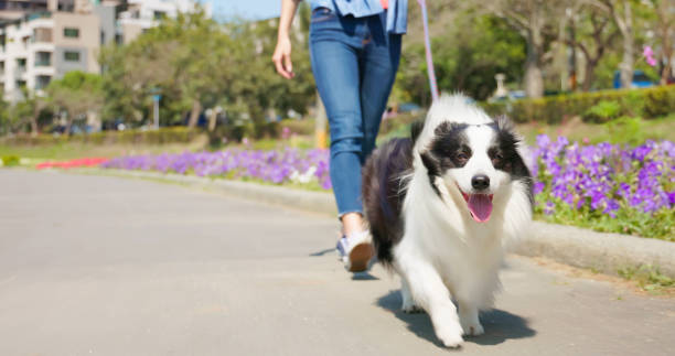 woman walking and touching dog woman walking border collie outside by neighborhood garden dog walking stock pictures, royalty-free photos & images