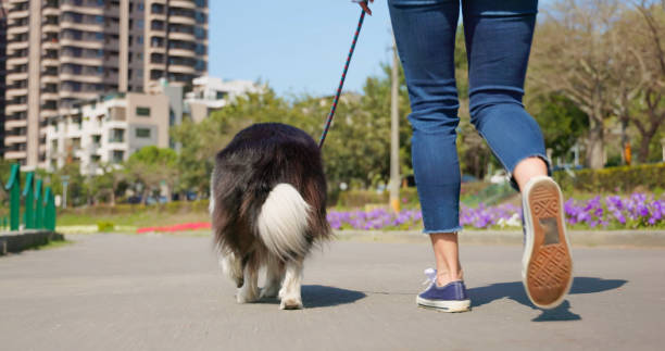 istock woman walking dog on leash 1391961695