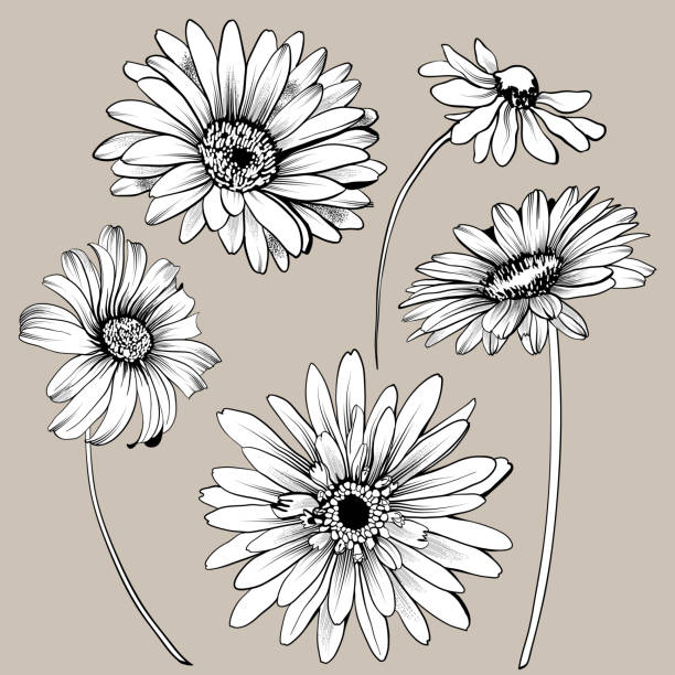 ilustrações, clipart, desenhos animados e ícones de conjunto de flores gerbera - gérbera