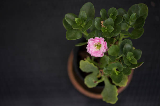Kalanchoe blossfeldiana is a species of plants of the genus Kalanchoe, widely used as a houseplant and commonly grown in gardens in warm climate zones, as it cannot withstand temperatures below 10 °C. The natural flowering period can be forced by covering the plant so that it has fewer hours of daylight per day.
