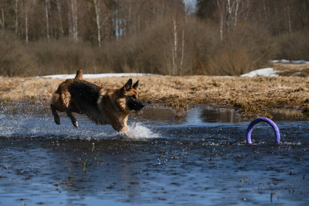 German Shepherd jumps into puddle and tries to get toy ring with teeth and splashes fly in different directions. Beautiful phase of movement active energetic fast dog. Have fun on walk.