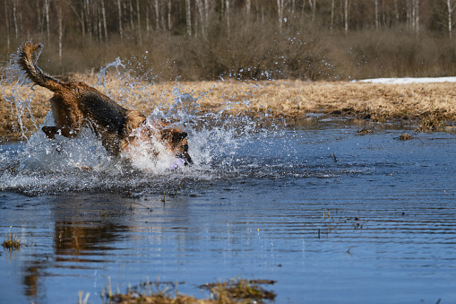 German Shepherd dives into puddle and tries to get toy ring and splashes fly in different directions. Beautiful phase of movement of active energetic fast dog. Have fun on walk.