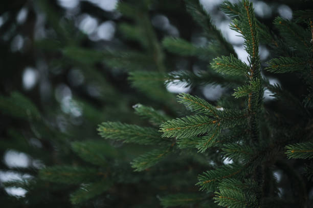 istock A pine branch with needles and an empty space for your text or design on the side. Coniferous tree close-up. An evergreen plant is a live spruce in the forest. 1391963131