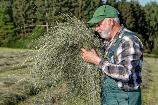 Dried by pure solar energy with all of his grasses, flowers and herbs, his hay is of a particularly high quality.
