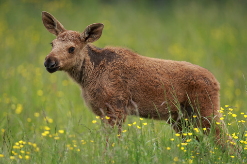 A little elk calf stands in a blooming meadow in beautiful Värmalnd / Sweden.