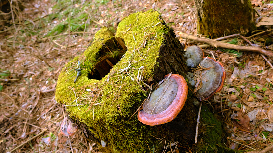 Mushrooms growing on a stump covered with moss in the forest. High quality photo