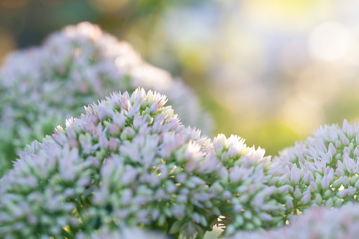 Closeup Australian Native Finger Lime shrub with buds and flowers, background with copy space, full frame horizontal composition