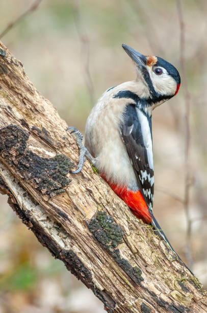 istock Great Spotted Woodpecker (Dendrocopos major) perched on a branch in the forest. 1391964455