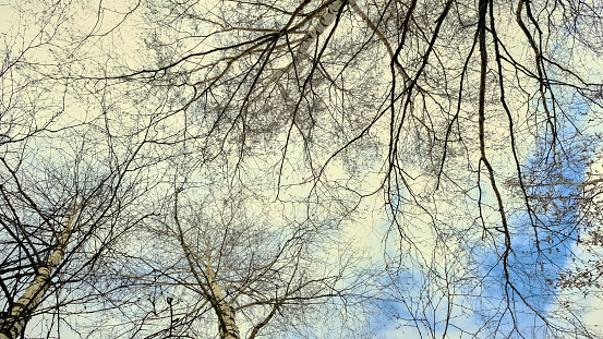 Tree branches against the blue sky. Spring. Bottom view. High quality photo