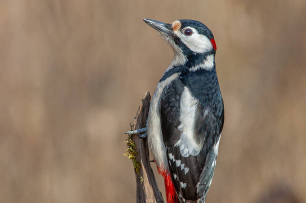 istock Great Spotted Woodpecker (Dendrocopos major) perched on a branch in the forest. 1391964501