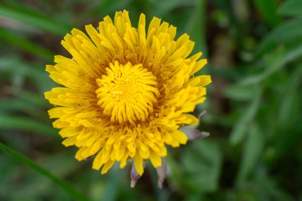 istock Yellow dandelion close up image 1391964651