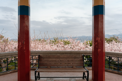 Sarabong Park, empty bench with cherry blossoms in Jeju island, Korea
