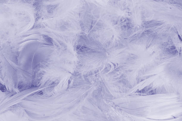 istock Purple feather as  background, top view. 1391965561