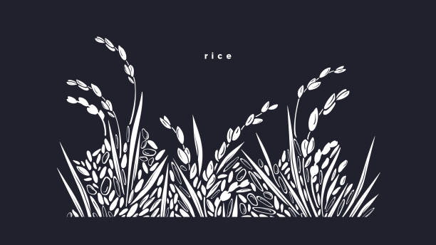 쌀 튀김. 곡물 경계. 벡터 논 필드 - rice paddy rice food short grain rice stock illustrations