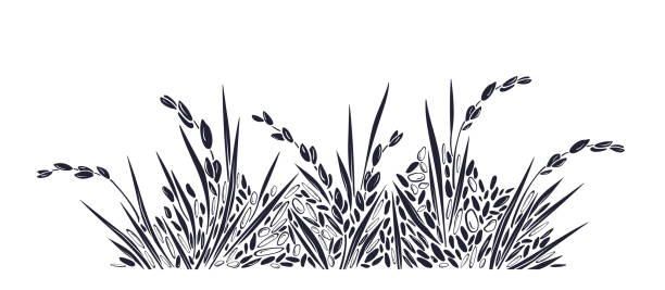 ilustraciones, imágenes clip art, dibujos animados e iconos de stock de plantación de arroz. borde de grano. campo de arroz vectorial - arroz arborio