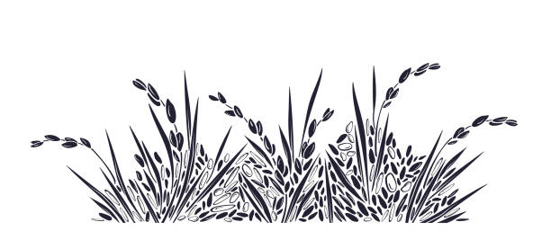 perkebunan padi. perbatasan biji-bijian. sawah vektor - paddy ilustrasi stok