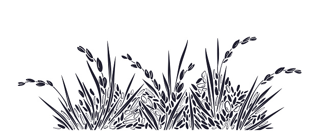 Rice plantation. Grain border. Vector paddy field on white background. Graphic ornament, texture landscape