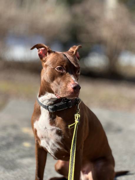 istock Rednose Pitbull relaxing in the Sun 1391967156