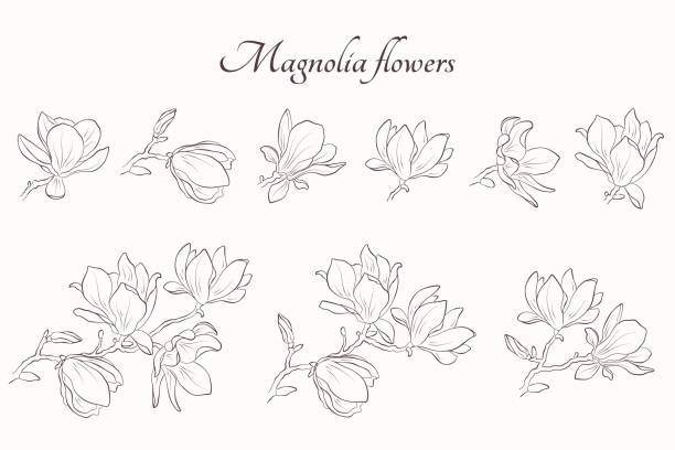 ilustraciones, imágenes clip art, dibujos animados e iconos de stock de conjunto de flores de magnolia. ilustración de flor de contorno dibujada a mano. elemento floral para el diseño de invitaciones de saludo - magnolia