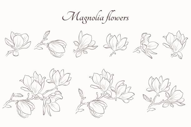 illustrazioni stock, clip art, cartoni animati e icone di tendenza di set di fiori di magnolia. illustrazione di contorno disegnata a mano. elemento floreale per il design dell'invito di saluto - sweet magnolia magnolia flowers plants