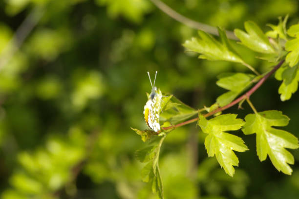 istock Orange tipped butterfly perched on a branch 1391968013