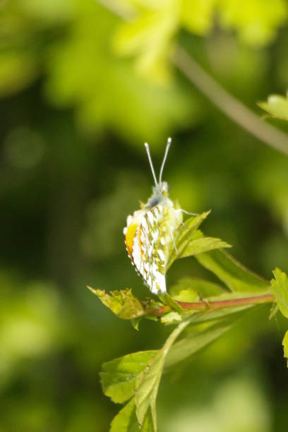 istock Orange tipped butterfly perched on a branch 1391968066