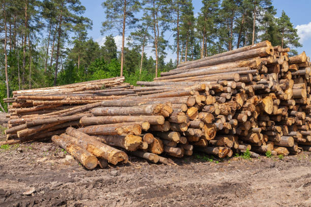 istock Freshly cut tree wooden logs piled up on the ground. Deforestation forest for Industrial production. Felled tree trunks and Firewood cut logs stacked prepared. 1391968713