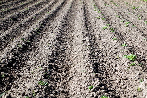 prepared field for planting potatoes.
