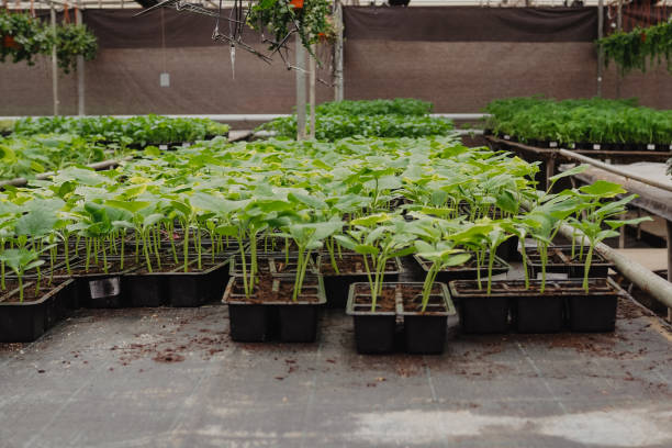 istock Green plants growing in a greenhouse 1391970026