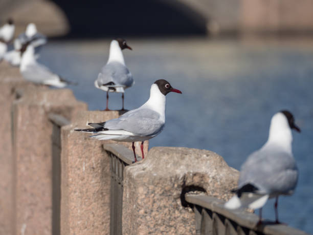 istock white seagulls on the fence 1391970699