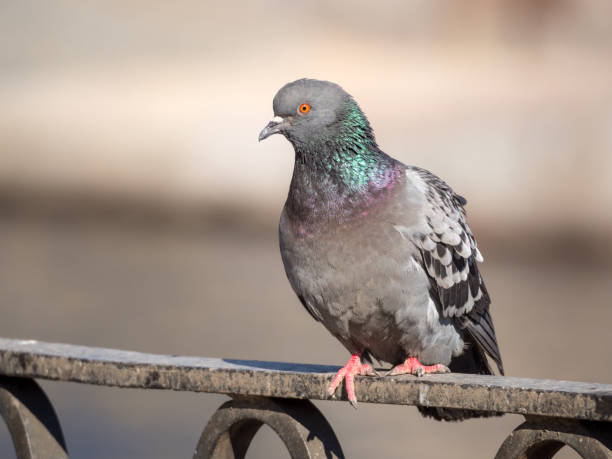 istock portrait of a gray dove 1391970721