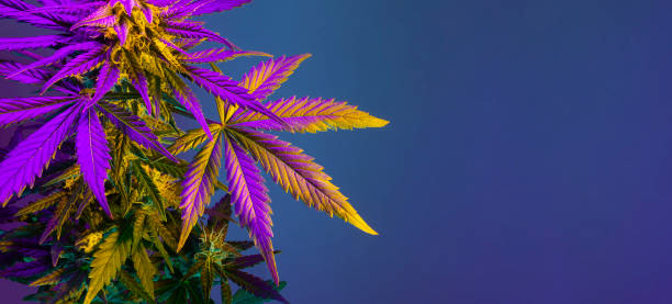 cannabis marijuana foglia sfondo. estetica belle foglie di marijuana medica. - hashish foto e immagini stock