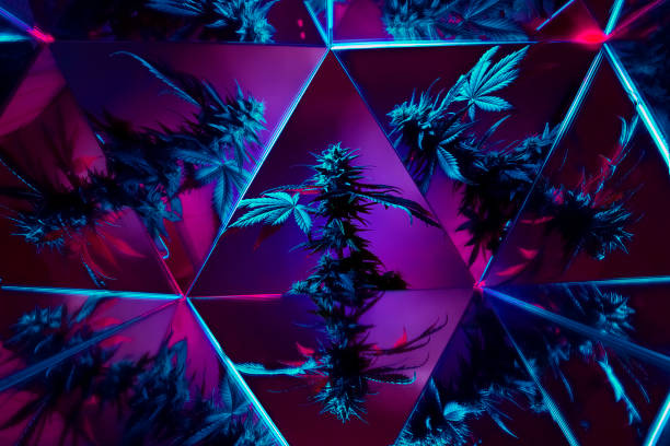 cannabis medicinal maconha de fundo moderno criativo. fotografia de arte de planta roxa de maconha multicolorida - diamond shaped fotos - fotografias e filmes do acervo