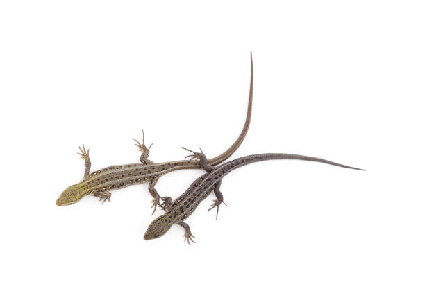 lizards thrive in the Dorab Desert near Walvis Bay, Namibia