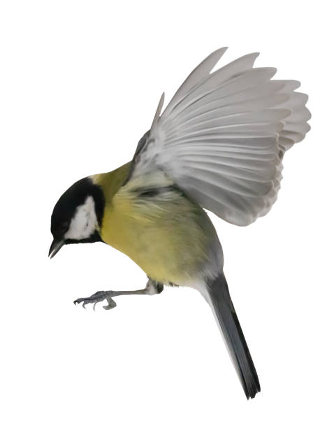 istock flight of yellow tit isolated on white 1391970893