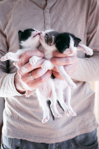 istock Small cute kittens in male hands 1391971261