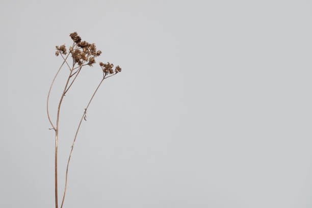 istock Minimal composition with beige dried flower on light grey background 1391971266