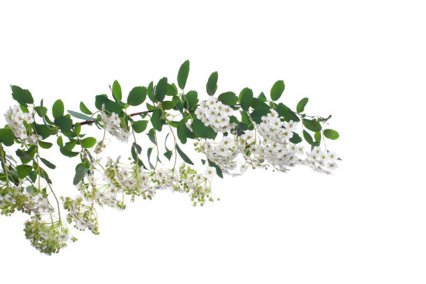 istock Spring spirea flowers isolated on white background 1391971297